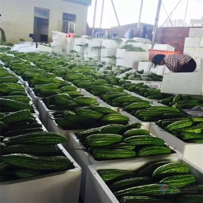 蔬菜食品批发